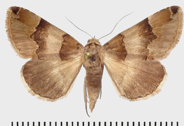 /filer/webapps/moths/media/images/H/harmonica_Euphiusa_AM_Behounek.jpg