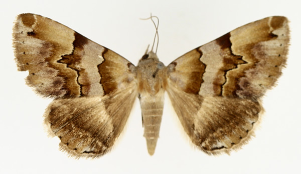 /filer/webapps/moths/media/images/H/harmonica_Euphiusa_AM_TMSA_01.jpg