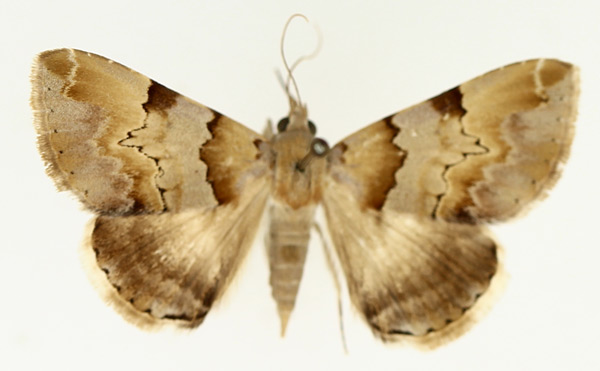 /filer/webapps/moths/media/images/H/harmonica_Euphiusa_AM_TMSA_02.jpg