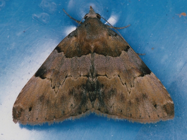 /filer/webapps/moths/media/images/H/harmonica_Euphiusa_A_Roland.jpg