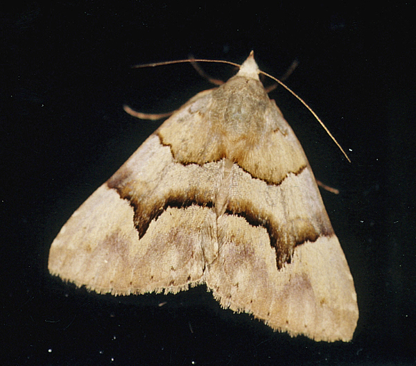/filer/webapps/moths/media/images/H/harmonica_Euphiusa_A_Roland_05.jpg