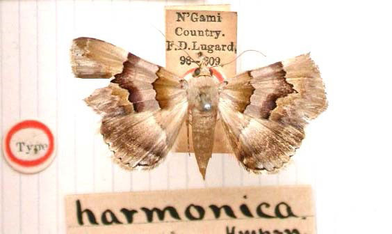 /filer/webapps/moths/media/images/H/harmonica_Euphiusa_HT_BMNH.jpg