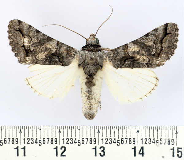 /filer/webapps/moths/media/images/H/harmonica_Proruaca_AM_BMNH.jpg