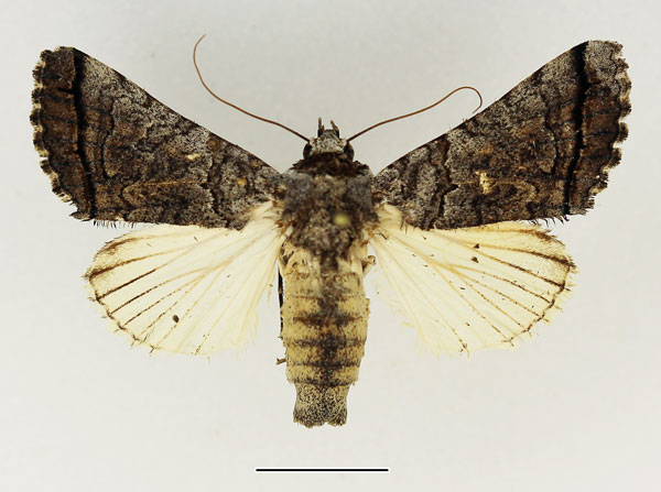 /filer/webapps/moths/media/images/H/harmonica_Proruaca_AM_Basquin.jpg