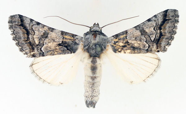 /filer/webapps/moths/media/images/H/harmonica_Proruaca_AM_TMSA_01.jpg