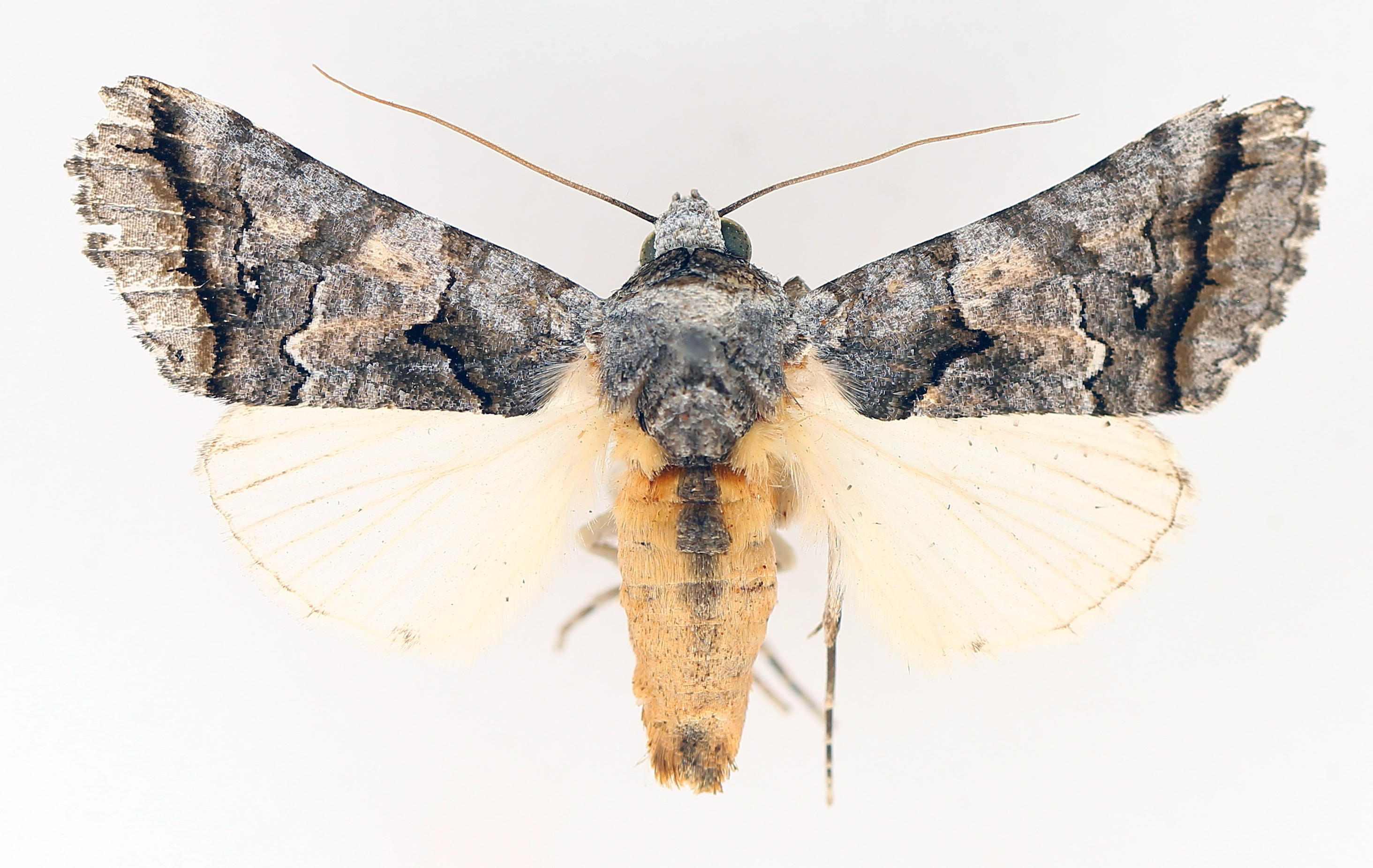 /filer/webapps/moths/media/images/H/harmonica_Proruaca_AM_TMSA_02.jpg