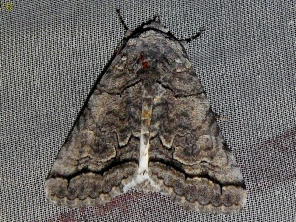 /filer/webapps/moths/media/images/H/harmonica_Proruaca_A_Liebenberg.jpg
