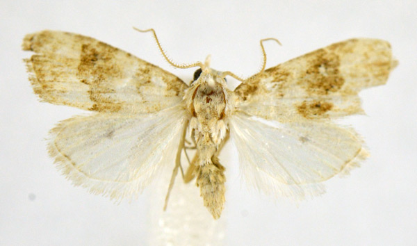 /filer/webapps/moths/media/images/H/harouni_Nola_A_NHMO.jpg