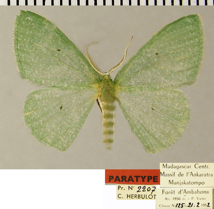 /filer/webapps/moths/media/images/H/harpifera_Heterorachis_PTM_ZSMa.jpg