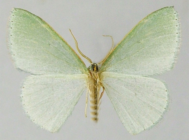 /filer/webapps/moths/media/images/H/harpifera_Heterorachis_PTM_ZSMb.jpg
