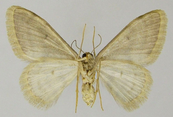 /filer/webapps/moths/media/images/H/harteni_Scopula_AF_ZSMb.jpg