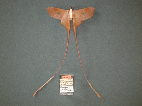 /filer/webapps/moths/media/images/H/hartfordi_Eudaemonia_HT_RMCA-02.jpg