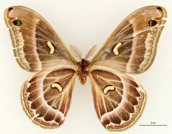 /filer/webapps/moths/media/images/H/hassoni_Epiphora_HT_RBINSb.jpg