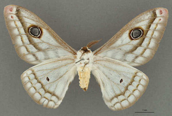 /filer/webapps/moths/media/images/H/hassoni_Heniocha_HT_RBINSb.jpg