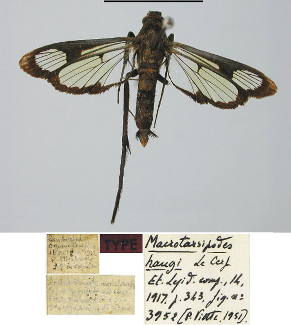 /filer/webapps/moths/media/images/H/haugi_Macrotarsipodes_HT_MNHN.jpg