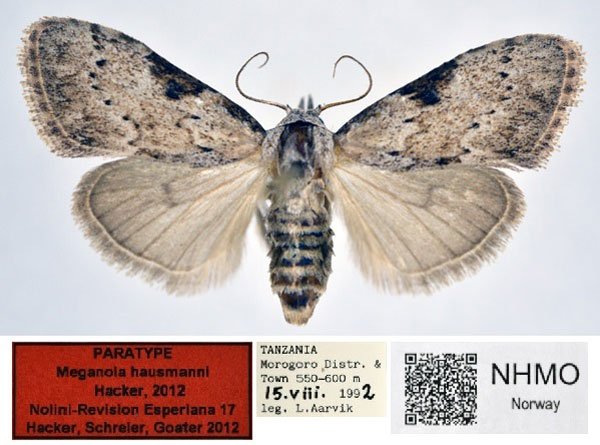 /filer/webapps/moths/media/images/H/hausmanni_Meganola_PT_NHMO_02.jpg