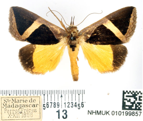 /filer/webapps/moths/media/images/H/hayesi_Fodina_AM_BMNH.jpg