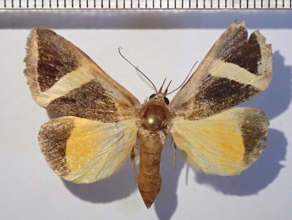 /filer/webapps/moths/media/images/H/hayesi_Fodina_A_Bippus.jpg