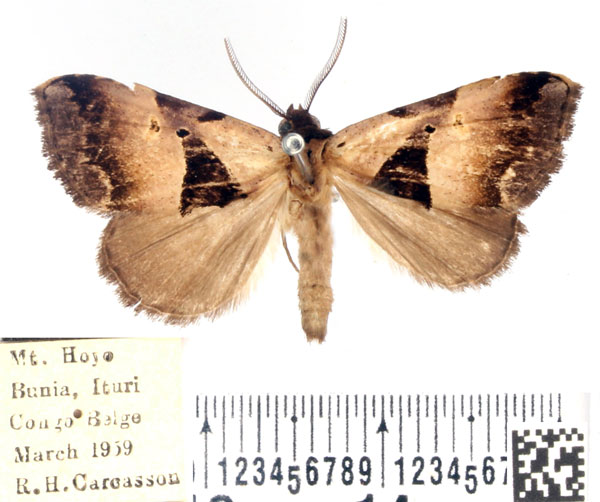 /filer/webapps/moths/media/images/H/hayesi_Marcipalina_AM_BMNH.jpg