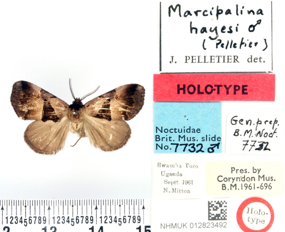 /filer/webapps/moths/media/images/H/hayesi_Marcipalina_HT_BMNH.jpg