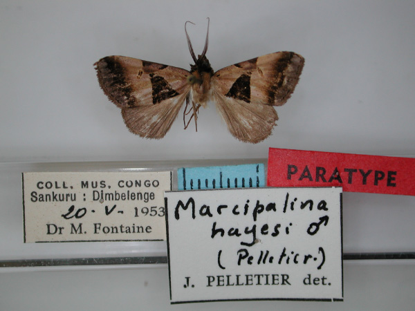 /filer/webapps/moths/media/images/H/hayesi_Marcipalina_PT_RMCA_01.jpg