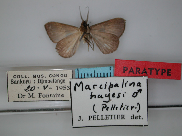/filer/webapps/moths/media/images/H/hayesi_Marcipalina_PT_RMCA_02.jpg