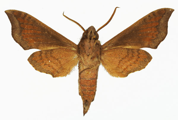 /filer/webapps/moths/media/images/H/hayesi_Temnora_AM_Basquinb.jpg