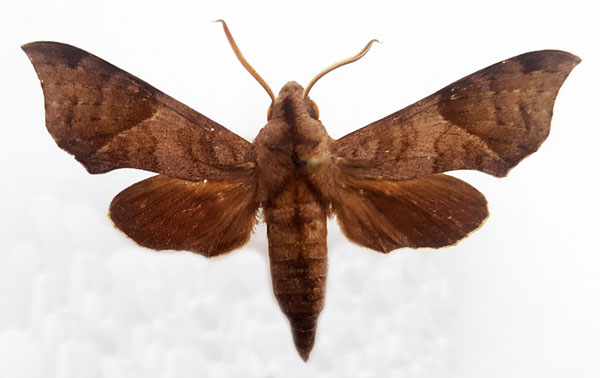 /filer/webapps/moths/media/images/H/hayesi_Temnora_AM_Turlin.jpg