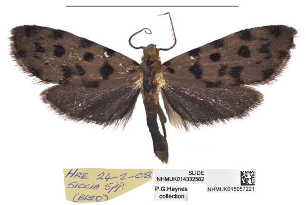 /filer/webapps/moths/media/images/H/haynesi_Siccia_HT_NHMUK.jpg