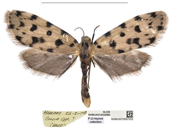 /filer/webapps/moths/media/images/H/haynesi_Siccia_PTF_NHMUK.jpg