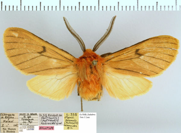 /filer/webapps/moths/media/images/H/hebenoides_Metarctia_HT_NMB.jpg