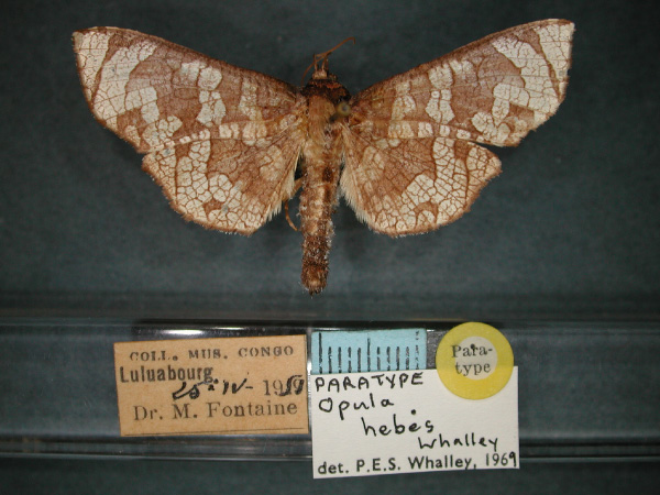 /filer/webapps/moths/media/images/H/hebes_Opula_RMCA_01.jpg