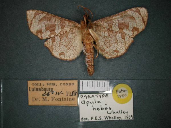 /filer/webapps/moths/media/images/H/hebes_Opula_RMCA_02.jpg
