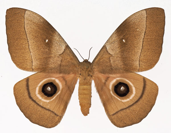 /filer/webapps/moths/media/images/H/hecate_Gonimbrasia_AF_Basquina.jpg
