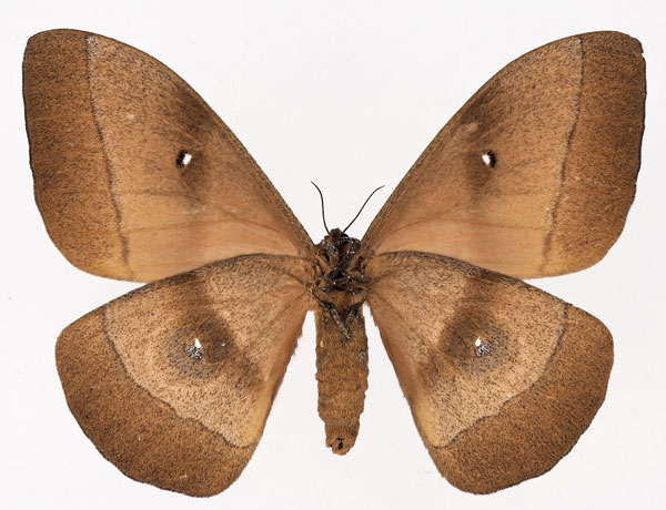 /filer/webapps/moths/media/images/H/hecate_Gonimbrasia_AF_Basquinb.jpg