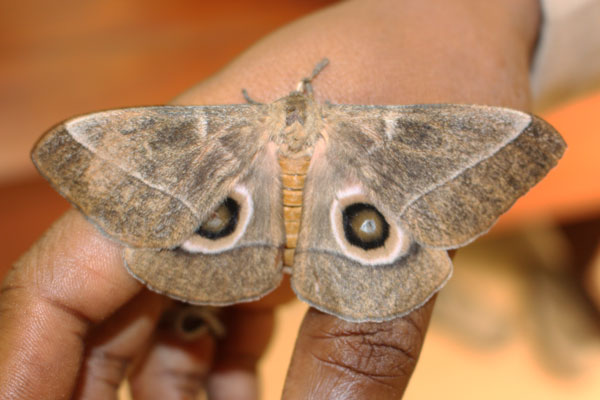 /filer/webapps/moths/media/images/H/hecate_Gonimbrasia_AM_Bakary_02.jpg
