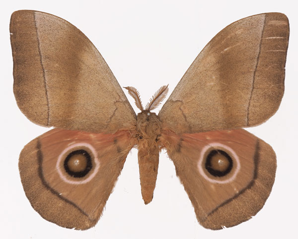 /filer/webapps/moths/media/images/H/hecate_Gonimbrasia_AM_Basquin.jpg