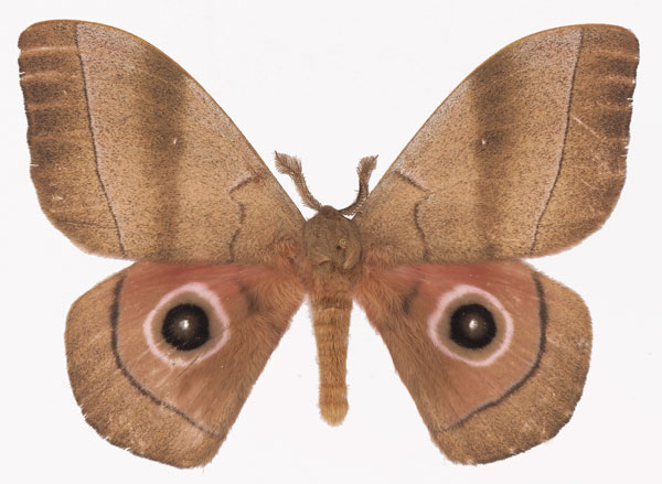 /filer/webapps/moths/media/images/H/hecate_Gonimbrasia_AM_Basquin_01.jpg