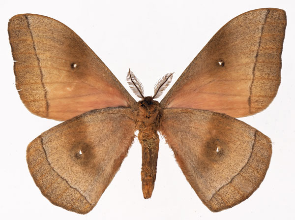 /filer/webapps/moths/media/images/H/hecate_Gonimbrasia_AM_Basquinb.jpg