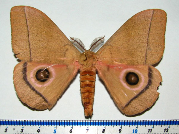 /filer/webapps/moths/media/images/H/hecate_Gonimbrasia_A_Goff.jpg