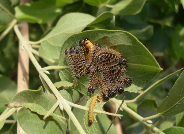 /filer/webapps/moths/media/images/H/hecate_Gonimbrasia_C_Bakary_01.jpg
