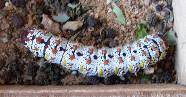 /filer/webapps/moths/media/images/H/hecate_Gonimbrasia_C_Bakary_02.jpg