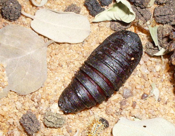 /filer/webapps/moths/media/images/H/hecate_Gonimbrasia_P_Bakary.jpg