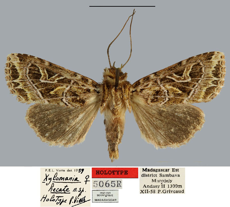 /filer/webapps/moths/media/images/H/hecate_Xylomania_HT_MNHN.jpg