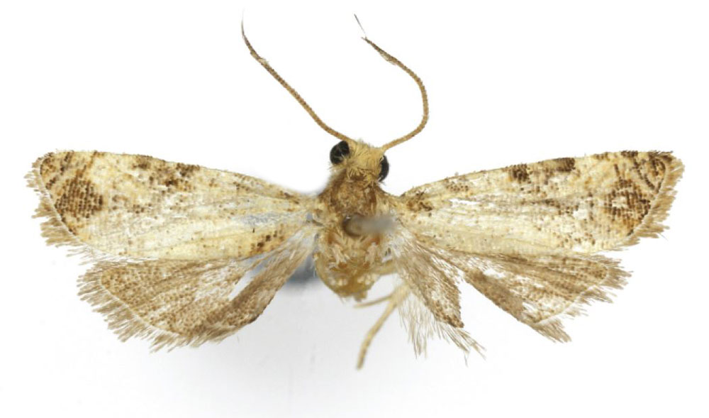 /filer/webapps/moths/media/images/H/hecista_Lobesia_HT_USNM.jpg