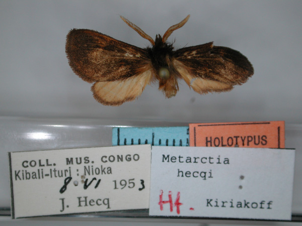 /filer/webapps/moths/media/images/H/hecqi_Metarctia_HT_RMCA_01.jpg