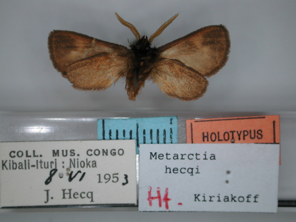/filer/webapps/moths/media/images/H/hecqi_Metarctia_HT_RMCA_02.jpg