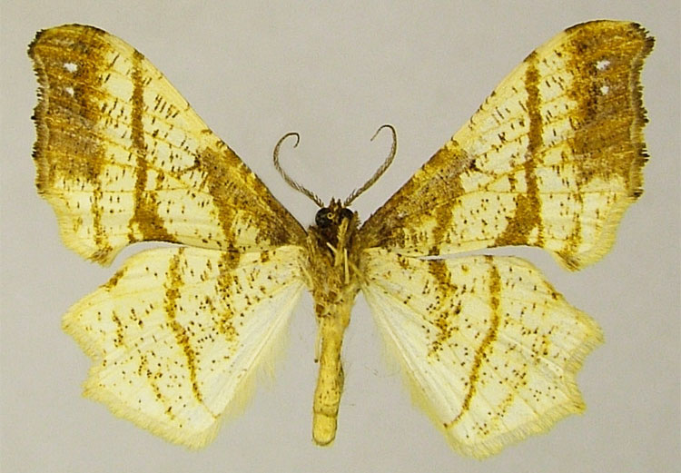 /filer/webapps/moths/media/images/H/hecqi_Xenimpia_HT_ZSMb.jpg