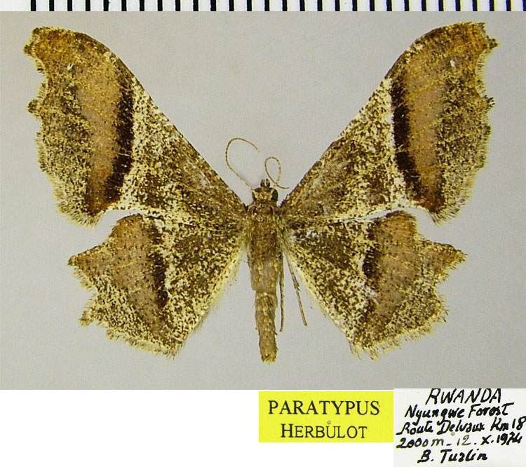 /filer/webapps/moths/media/images/H/hecqi_Xenimpia_PTF_ZSM.jpg
