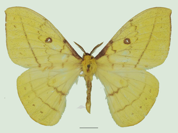 /filer/webapps/moths/media/images/H/hecqui_Tagoropsis_AM_Basquina.jpg
